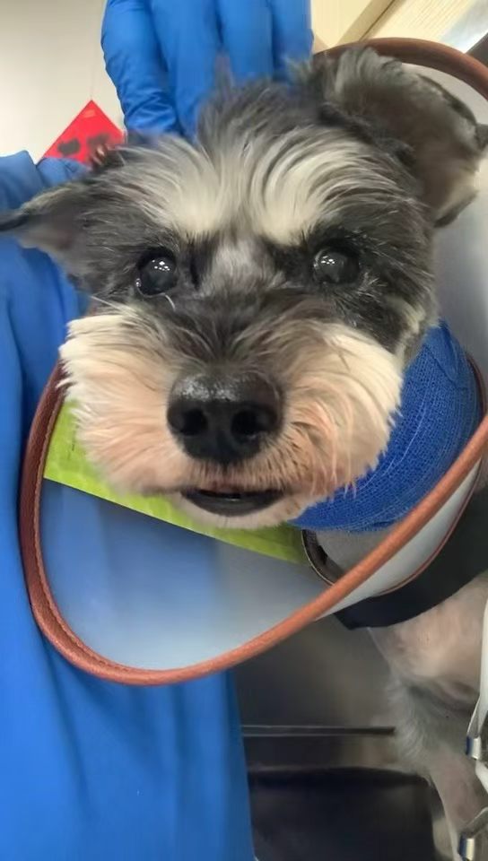 Dog wearing an E-collar recovering after pacemaker implantation surgery